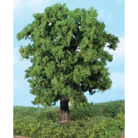 1 Chestnut tree 18 cm 