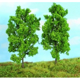 2 beech trees 18 cm 