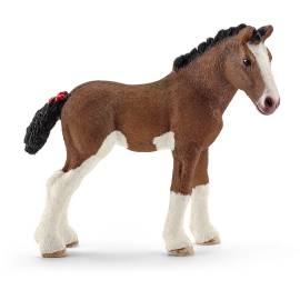 Clydesdale foal