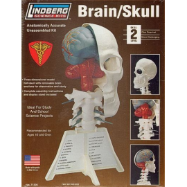 Brain / Skull Half 