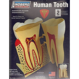 Human Tooth 