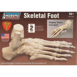 Skeletal Foot 