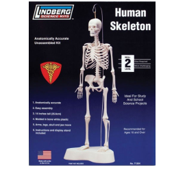 Skelette Humain 